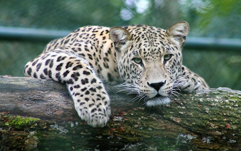 Leopard Sanctuary & Untamed Yala Safari
